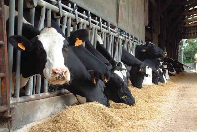 Le Maroc reconduit la suspension des droits d'importation applicables aux bovins